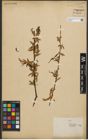 Foto von Salix nigra Marshall